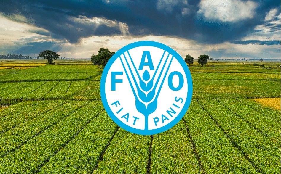 الفاو: أسعار الغذاء العالمية ترتفع في شباط