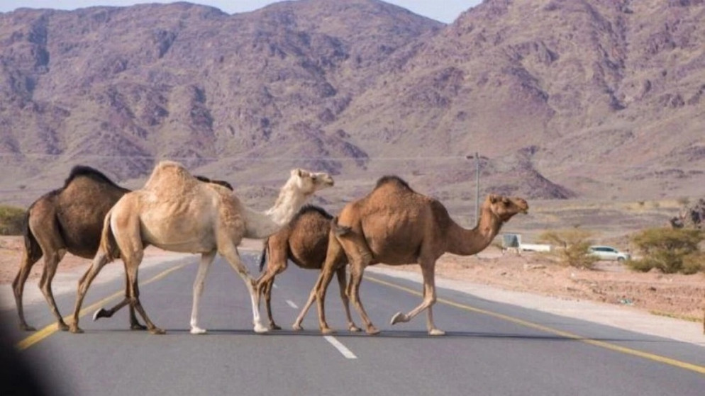 سلطة العقبة تمهل أصحاب الإبل السائبة ‏48 ساعة لجمعها بحظائر
