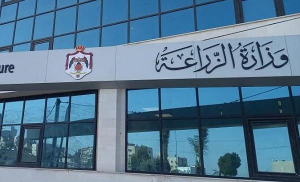 الزراعة: شحنة العجول المرفوضة عراقيا ليست مخصصة للسوق الأردنية
