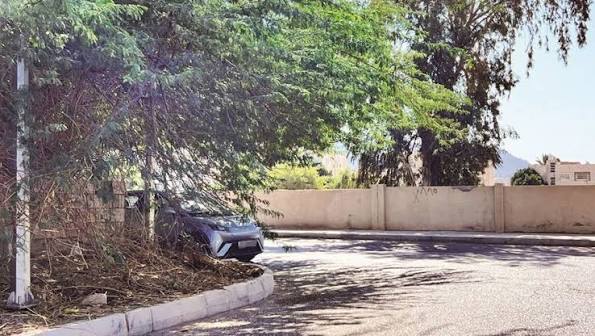أمانة عمّان: إزالة 55 شجرة حتى الآن ضمن حملة معالجة عوائق الأشجار على الأرصفة