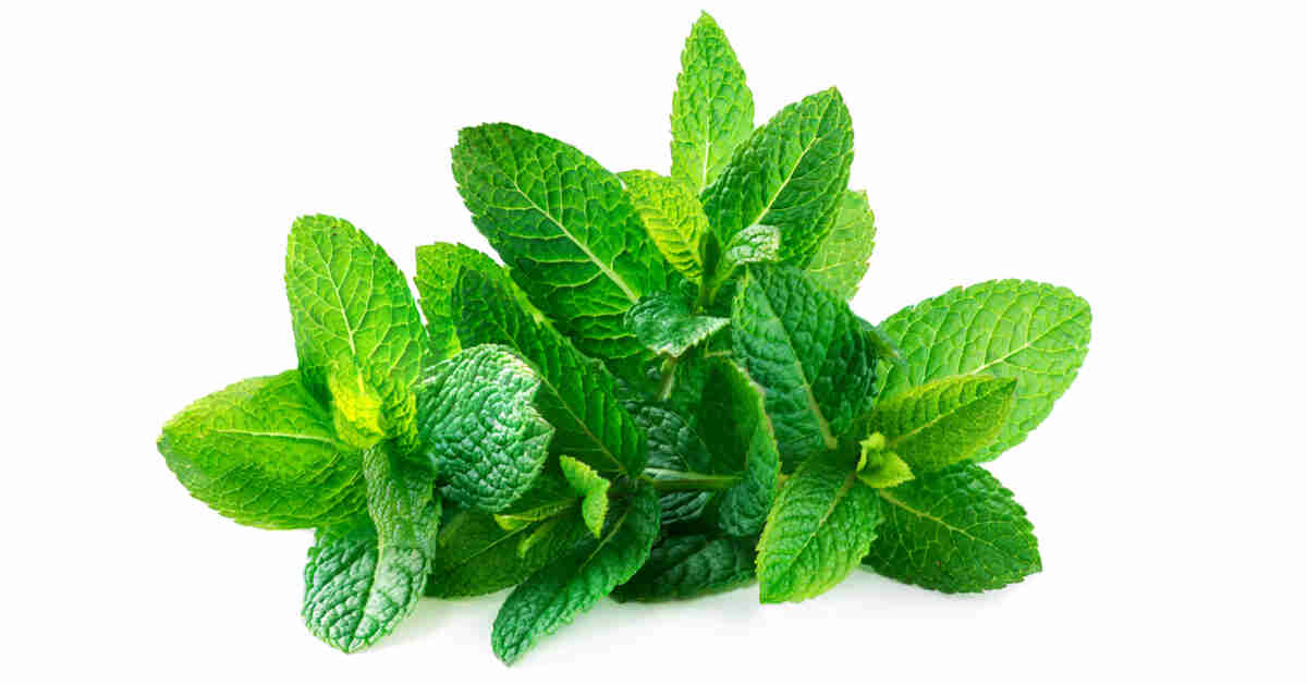 أفضل أوقات شرب شاي النعناع الفلفلي وفوائده الصحية