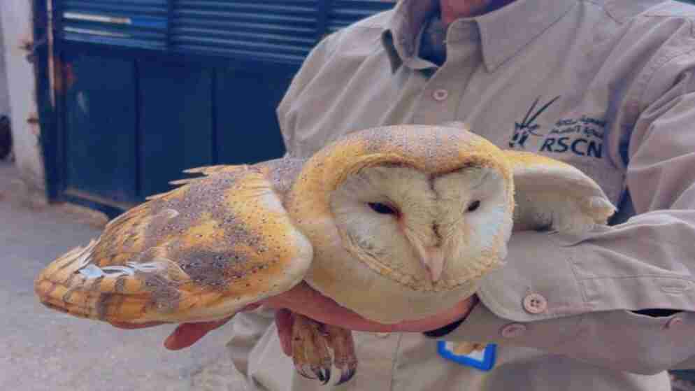 السلطات تضبط شخصا يروّج لبيع طيور مهددة بالانقراض عبر مواقع التواصل