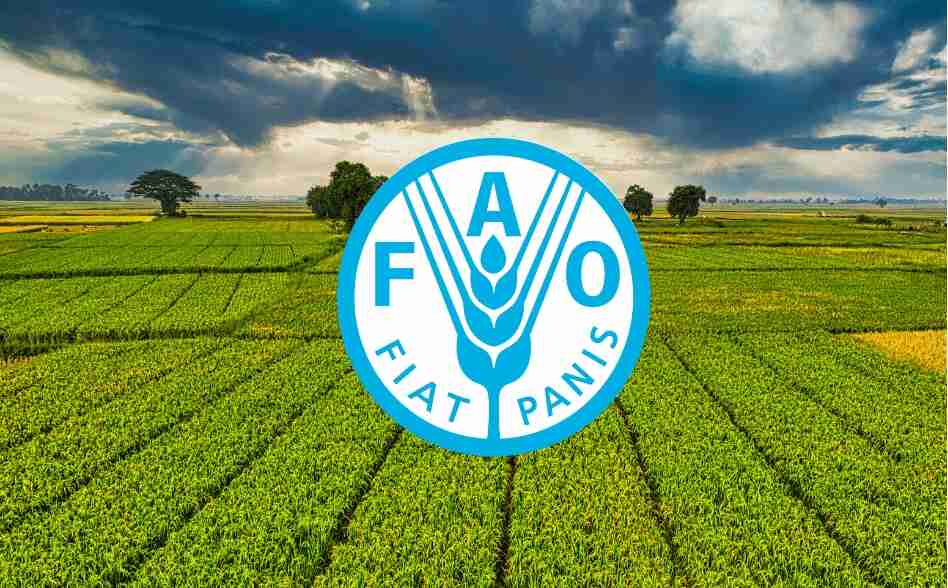 الفاو: أسعار الغذاء العالمية ترتفع في شباط