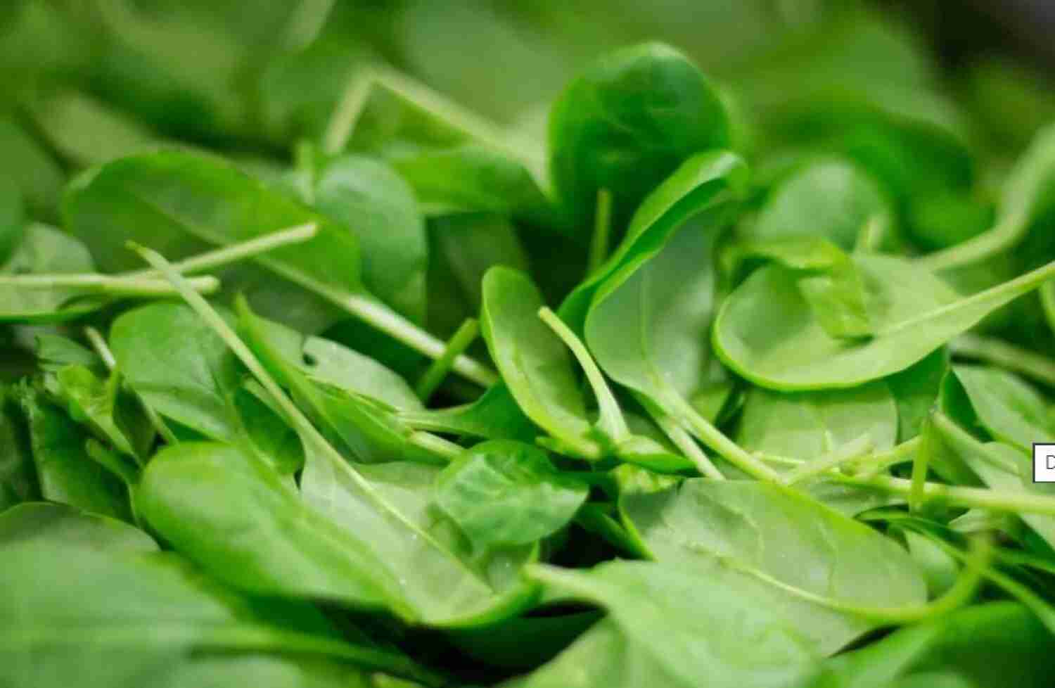 ما تأثير تناول السبانخ على ضغط الدم